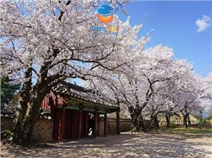 5 Điểm Đến Ngắm Hoa Anh Đào Đẹp Nhất Hàn Quốc